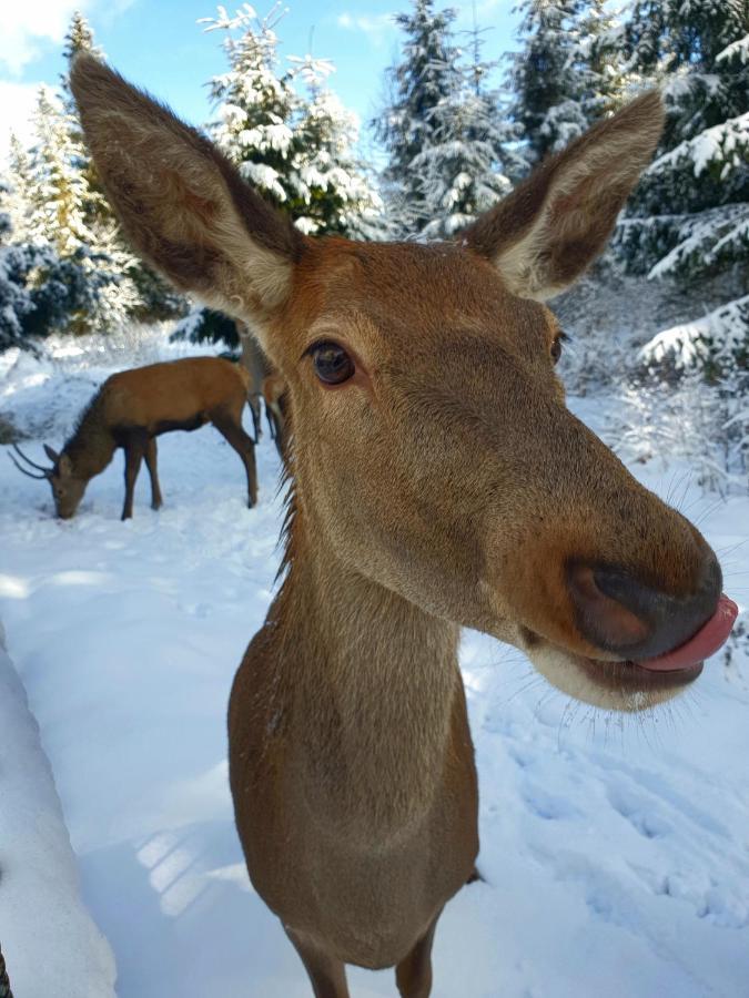 Domek Na Zaciszu Zakopane Buitenkant foto
